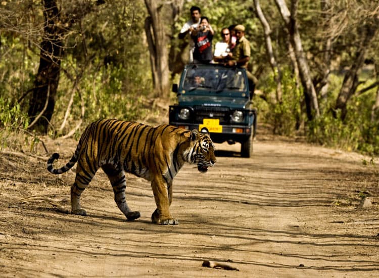 Mayank resort